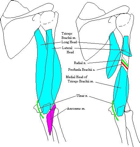 Lower left arm, posterior view, back of hand facing front. poarmc
