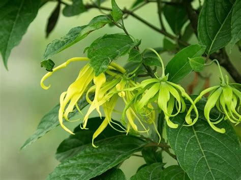 Bunga Kenanga Taksonomi Ciri Sebaran Habitat Budidaya Manfaat