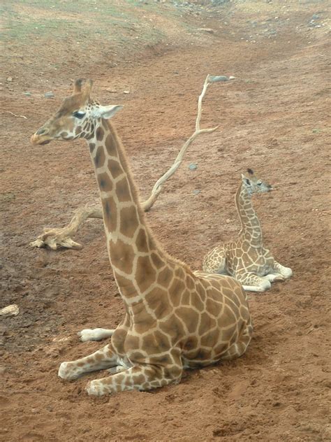 Free Mother And Baby Giraffe Stock Photo
