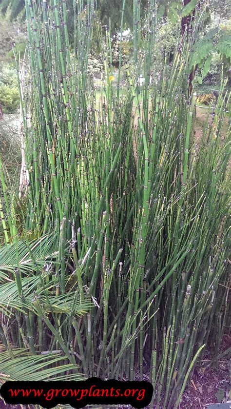 10 x horsetail plants for koi pond bamboo looking exot. Horsetail plant - How to grow & care