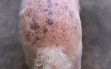 Black Spots On The Dogs Skin Our Veterinarian Explains What To Do 2022