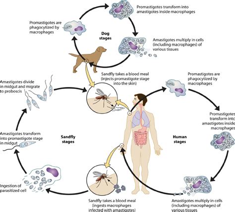 Life Cycle Of Leishmania In Sand Fly Host And In The Vertebrate Host Download Scientific