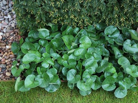 Wild Ginger Ground Cover Edging Plants Ground Cover