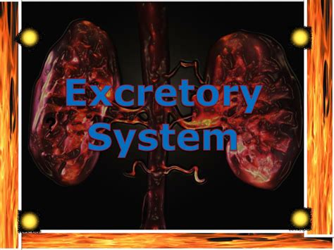 Ppt Excretory System Powerpoint Presentation Free Download Id2648546