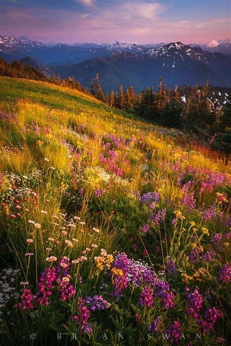The Spectrum Dusk Atop A Wildflower Meadow North Cascade Mountains