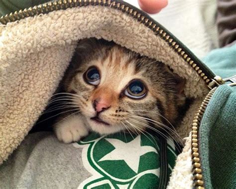 20 Kittens That Will Make You Cry Animal Encyclopedia