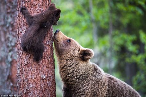 Finland Bear Cub Pokes Its Head Around A Tree As It Learns To Climb