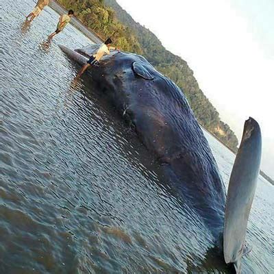 Ketika dibedah, ternyata paus mati akibat memakan sampah plastik sebanyak 6 kilogram. Paus Sperma Raksasa Ditemukan Warga Terdampar di Pantai Bombana | ZonaSultra.com