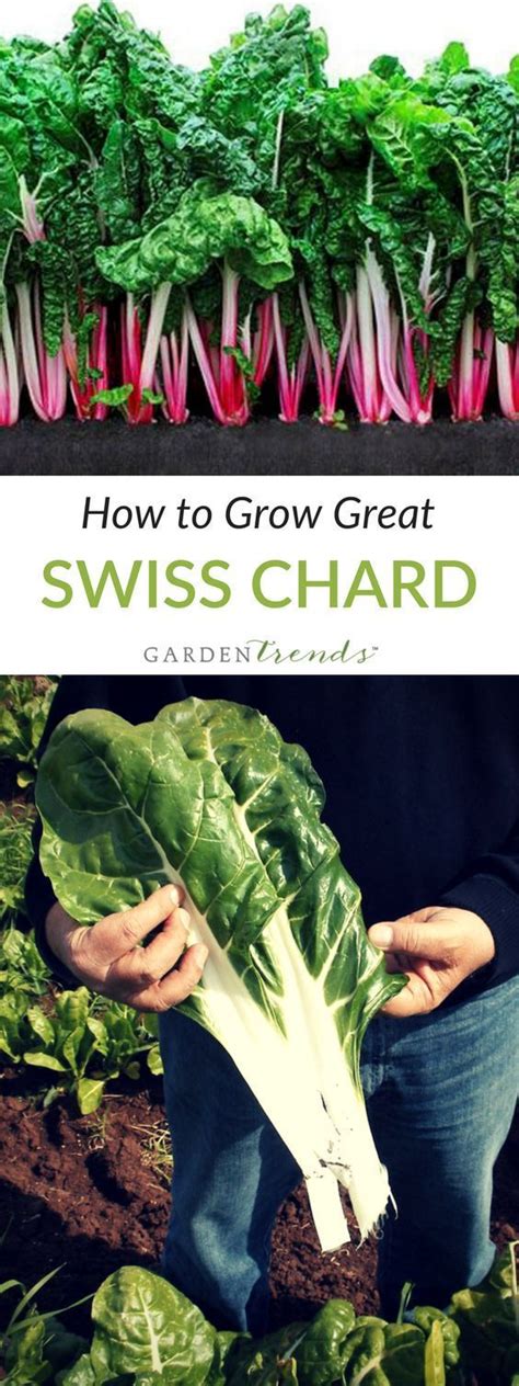 Swiss Chard Is Quite Delicious And Much More Heat Tolerant Than Spinach