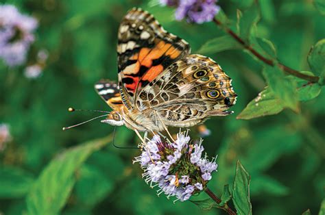 The Vineyard Gazette Marthas Vineyard News The Butterfly Effect
