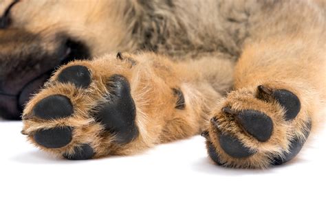 All Natural Dog Paw Care