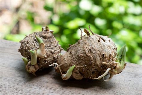 Curcuma Zanthorrhiza Roxb Stock Image Image Of Herb 20813327