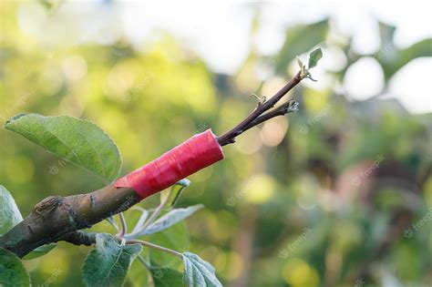 Premium Photo Live Cuttings At Grafting Apple Tree In Cleft With