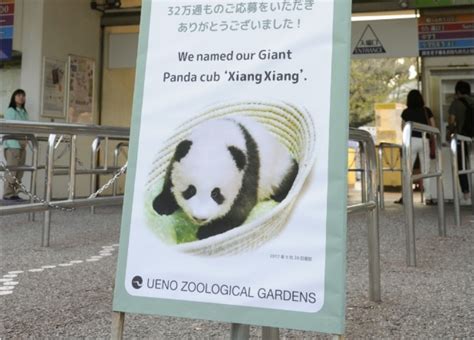 Giant Panda Cub Born At Tokyos Ueno Zoo Named Xiang Xiang