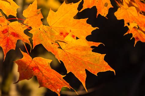 Maple Leaves Fall Free Photo On Pixabay Pixabay