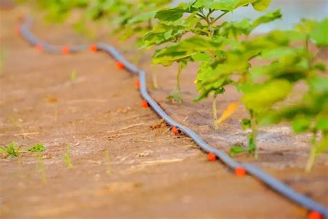 Best Irrigation System For A Vegetable Garden Bed Gardening