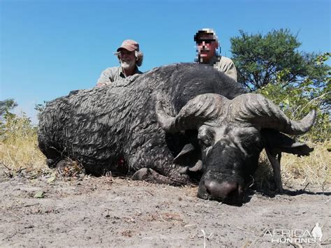 Cape Buffalo Hunt Namibia