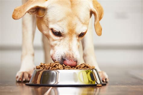 Food & drug administration (fda) released a statement regarding a heart condition called canine dilated cardiomyopathy (dcm). F.D.A. Names 16 Brands of Dog Food That May Be Linked to ...