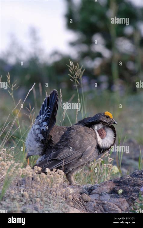 Stock Photo Of A Male Blue Grouse In Breeding Display Yellowstone