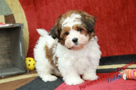 Just edit, fill, sign, print, fax, download, email the parkers precious puppies form online now. Teddy "The Boy Shorky" | Parker's Precious Puppies | Karen Parker