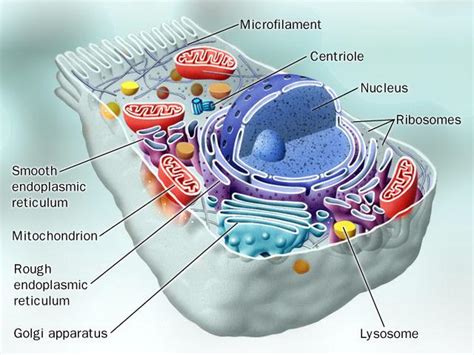 In plants and some algae, organelles known as chloroplasts serve as the site of photosynthesis. Organelles - Biology Period 1 with Eidell at Great Valley ...