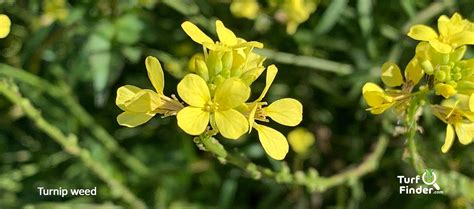 Turf Finder Turnip Weed Rapistrum Rugosum Turf Finder