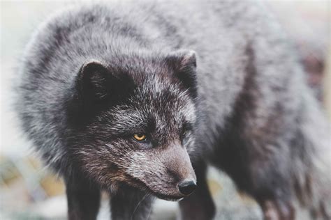 The Nomadic Arctic Fox In Iceland