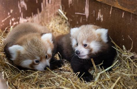 Three Critically Endangered Red Panda Cubs Born At Fota Wildlife Park