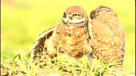 Burrowing Owls Youtube