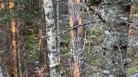 Nova Scotia Deer Hunting Season 2019 Youtube