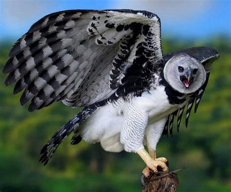 Meems On Twitter Harpy Eagle Pet Birds Animals Beautiful