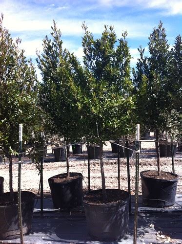 We have the largest selection of fast growing privacy trees in georgia. Cherry Laurel 30 gallon | Cherry Laurel Prunus caroliniana ...