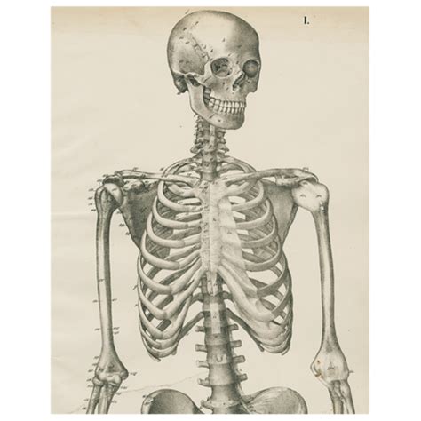 John Derian Company Inc: Skeleton, Front View (p 217) in ...