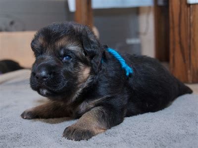 Homegerman shepherd puppies for sale. Blue (the boy)