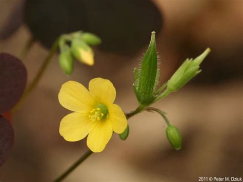 And join one of thousands of communities. Oxalis stricta (Yellow Wood Sorrel): Minnesota Wildflowers