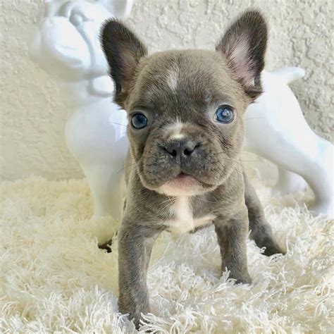 Pictures Of French Bulldogs Puppies Best Event In The World