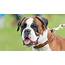 Boxer Dog Breed Information And Pictures  Facts Personality Traits