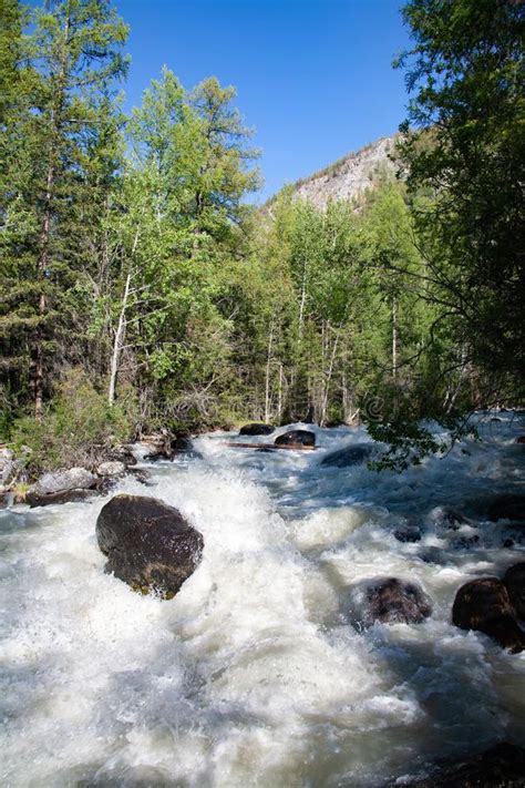 Altai Mountain River In Forest Stock Photo Image Of Horizontal