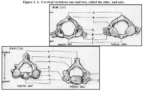 Cervical Vertebrae 1 And 2 Atlas And Axis Diagram Quizlet