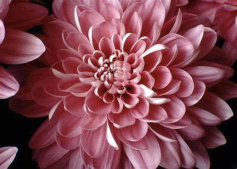 The most critical factor in determining the timing of when a saguaro will start to grow an arm is the availability of water. How Long Does It Take for a Mum's Seed to Grow? | Mum ...