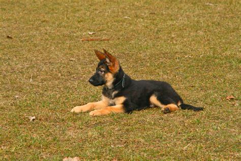 How To Train A German Shepherd Puppy Canine Weekly