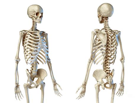 Male Skeleton Photograph By Leonello Calvettiscience Photo Library