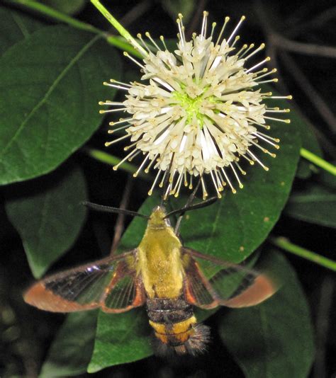 Hemaris Diffinis Snowberry Clearwing Moth Newark Ohio Flickr