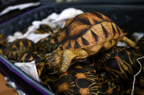 Hundreds Of Endangered Tortoises Seized In Malaysia The Washington Post