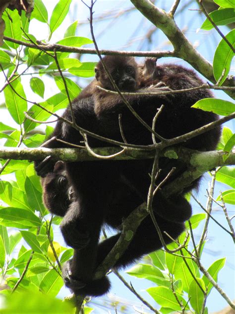 Photos Of Mammals In Costa Rica