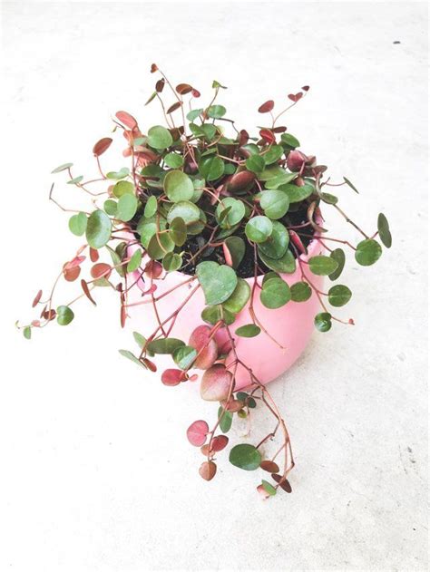 The peperomia ruby cascade will produce plenty of green, luscious leaves during the summer, making it the perfect plant to reproduce. Ruby Cascade Peperomia: Zimmerpflanzen - Dekoration Ideen