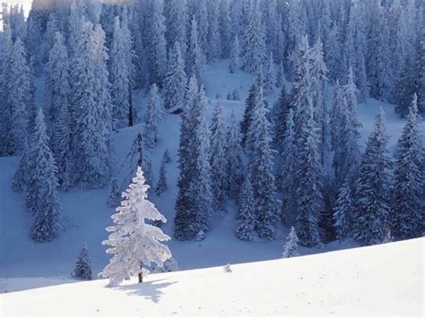 Snow Trees Hdtv 6908995