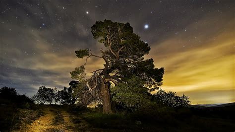 1920x1080px Free Download Hd Wallpaper Sky Nature Tree Night