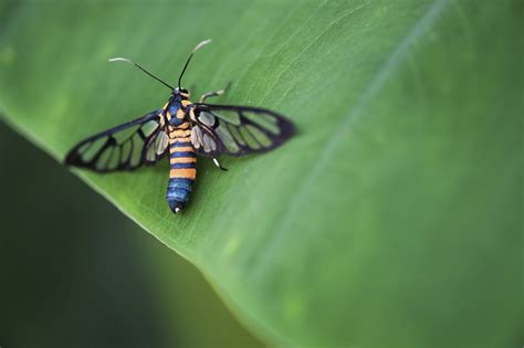 Wasp Moth Control Pest Control Chemicals 800 877 7290