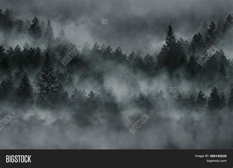 Foggy Dark Forest Top Image And Photo Free Trial Bigstock